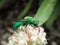 Emerald Cuckoo Wasp Covered in Pollen from Cushion Buckwheat