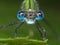 Emerald Damselfly