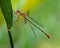 Emerald Damselfly, Lestes sponsa.