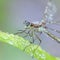 Emerald damselfly, Lestes sponsa