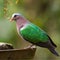 Emerald Dove or Emerald Pigeon perched on water feeder