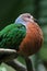 the Emerald Dove Green winged