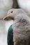 Emerald Dove Green winged Pigeon