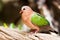 Emerald Dove(Green-winged Pigeon) lives in the tropical rain for