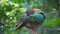 emerald dove preening on a branch