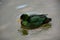 Emerald duck - Anas platyrhynchos