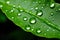 Emerald Elegance: Water Droplets on Leaf.