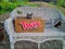 Emerald Eyed Russian Blue Cat Comically Sitting in a Twix Cookie Bar Cardboard Box