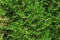 Emerald forest background of thuja tree branches