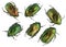 Emerald gold bugs set