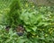 Emerald Green Arborvitae in a pot surrounded by hostas