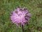 Emerald-green blister beetles on a knapweed purple flower