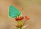 Emerald green butterfly on red flower , Callophrys paulae , butterflies of Iran