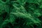 Emerald green fern leaf lush fresh pure natural background texture