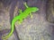 the emerald green geko is and beautiful tepid predator. It hunts insects