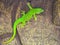 the emerald green geko is and beautiful tepid predator. It hunts insects. It is also kept in terrariums that must have a tropical