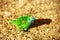Emerald Green parrot on ocre sawdust