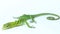 The emerald green tree monitor lizard (Varanus prasinus) isolated on white background