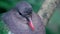 Emerald Ground Dove