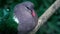 Emerald Ground Dove