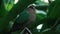 Emerald Ground Dove