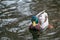 Emerald head male drake duck bird close-up water