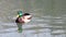 Emerald head male drake duck bird close-up water