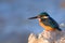 Emerald Kingfisher on Red Sea coast stone. Sinai, Egypt.