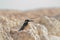 Emerald Kingfisher on Red Sea coast stone. Sinai, Egypt.