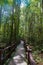 Emerald lake and Blue pool Krabi Thailand mangrove forest Krabi Thailand.