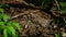 Emerald Lizard Sunbathing on a Rock in a Forest Valley on a Sunny Spring Day