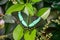 Emerald Machaon butterfly at Botanical Garden