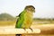 Emerald parakeet. Inhabits the southern tip of South America
