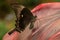 Emerald Peacock Butterfly