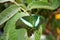 Emerald peacock (Papilio palinurus)