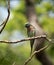 Emerald ringed parrot perches on a tree branch against a blurred background of lush green foliage