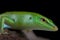 The Emerald skink Lamprophis smaragdina