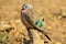 Emerald Spotted Dove - Colorful Bird Background - Beautiful Iridescence of Green