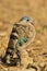 Emerald Spotted Dove - Colorful Bird Background - Bracing for the Cold