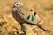 Emerald Spotted Dove - Colorful Bird Background - Peace to the World