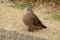 Emerald Spotted Wood-Dove (Turtur chalcospilos)