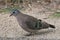 Emerald-spotted Wood Doves (Turtur chalcospilos)