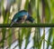 Emerald Starling