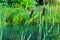 The emerald surface of the pond and a ripe ear of cattail. Summer landscape, lake shore with natural cattails reeds grass