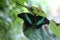Emerald Swallowtail butterfly