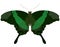 Emerald Swallowtail butterfly.