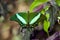 Emerald Swallowtail butterfly