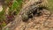 Emerald swift or green spiny lizard - Sceloporus malachiticus, species of small lizard in the Phrynosomatidae family, native to Ce
