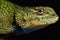 Emerald swift Sceloporus malachiticus