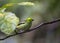 Emerald Tanager Tangara florida